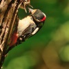 Strakapoud velky - Dendrocopos major - Great Spotted Woodpecker 4777
